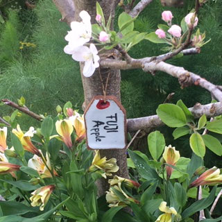 plant tags