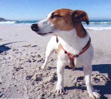 dog on beach