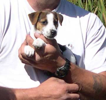 Puppy in man's hand