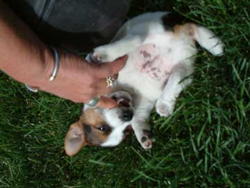 Puppy on his back