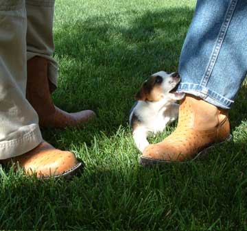 Puppy pulling on jeans leg 