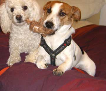 two dogs in bed