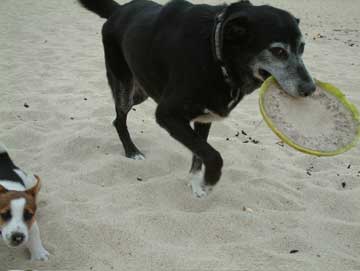 two dogs playing with frisbee